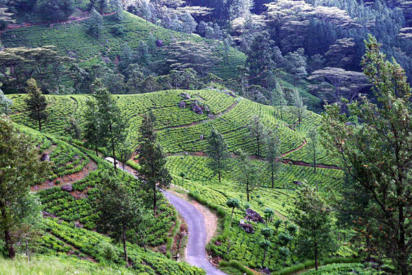 Matale, Sri Lanka (Dimbula) - Matale Teas | RateTea