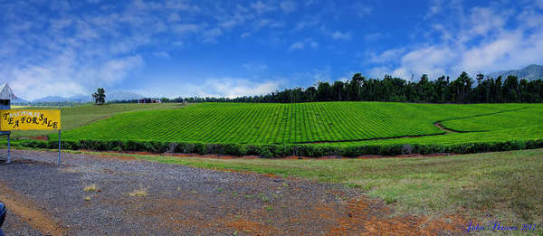 Panorama of fine rows of tea bushes under a blue sky, a sign reading Tea For Sale on the left