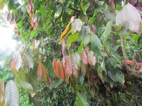 Long branches with simple ovate leaves coming to a point, prominent ridges on leaves' side veins, many leaves showing a reddish to bronze color, some green