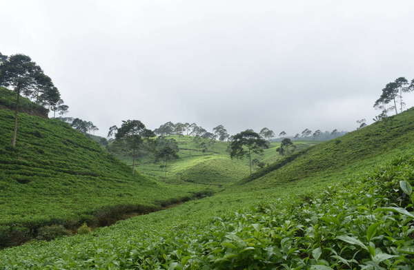 Tea plantation covering gentle hillsides, with wide but sparse trees scattered throughout, under a gray sky