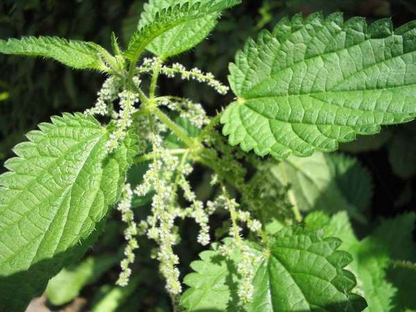 Closeup of top leaves and flowers of stinging nettle, with opposite serrated leaves, clusters of tiny flowers, entire plant covered in stiff hairs