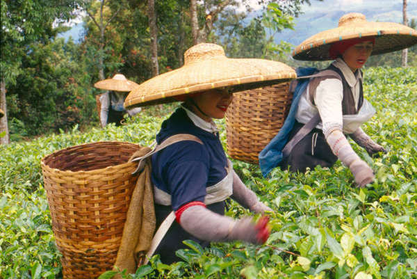 Women with massively wide hats, plucking tea into baskets, in a field of tea
