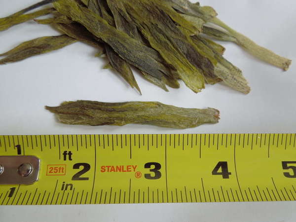 Long, flat, dried green tea leaves with a ruler, one leaf measuring about 2.5 inches