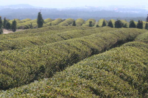 Round-topped rows of tea plantations with a row of evergreen trees in distance, mist-obscured mountains in background
