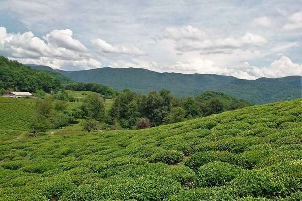 Round, bushy tea plants in a plantation, low forested mountains in the background, under a cloudy sky