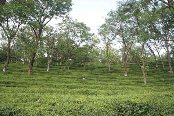 Rows of tea bushes over irregular terrain sloping upwards, showing a wavy texture to the ground, trees rising up on either side