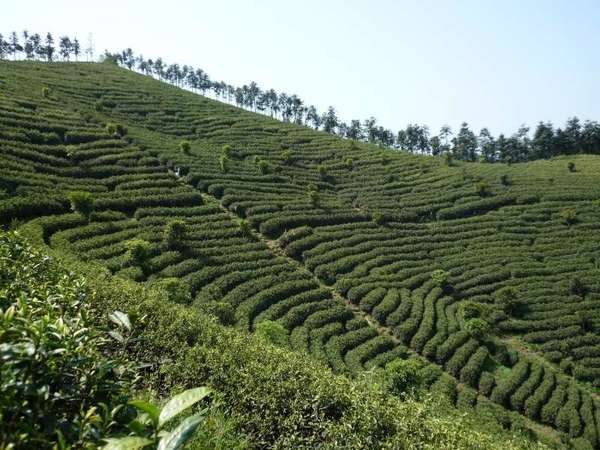 Anji, Zhejiang, China - Anji Teas | RateTea