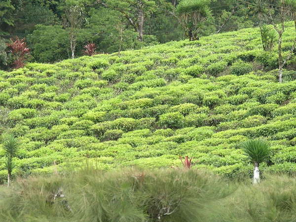 Tea plants growing in clumps on a hillside, some scattered small palms and tall grass around the edges