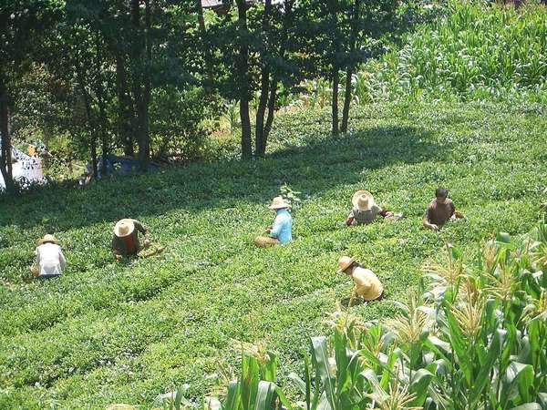 Six tea pickers in a field of tea plants, a few corn plants in the foreground, trees behind