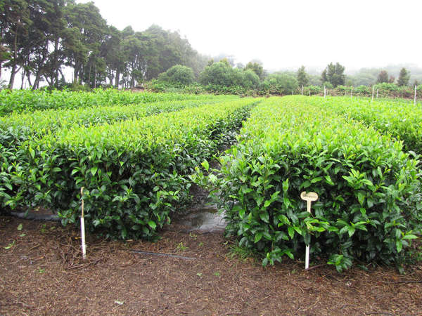 Looking down rows of tea bushes, a line of trees along the field's edge in the background