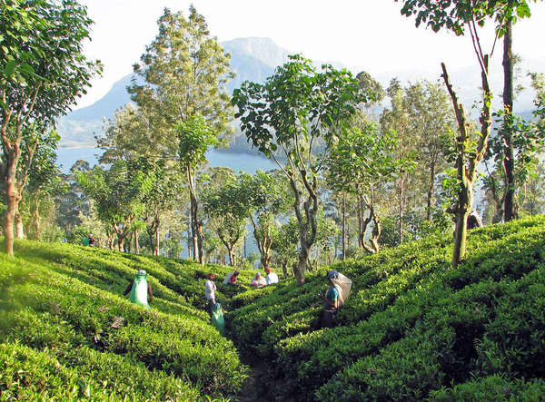 Tea pickers in a plantation sloping down into a miniature valley, with numerous trees with curly, gnarled trunks, a body of water in the background and a tall mountain rising up behind that