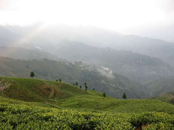 Tea plantations cover rolling hills, with progressively higher ridges more and more obscured by the misty air in the distance