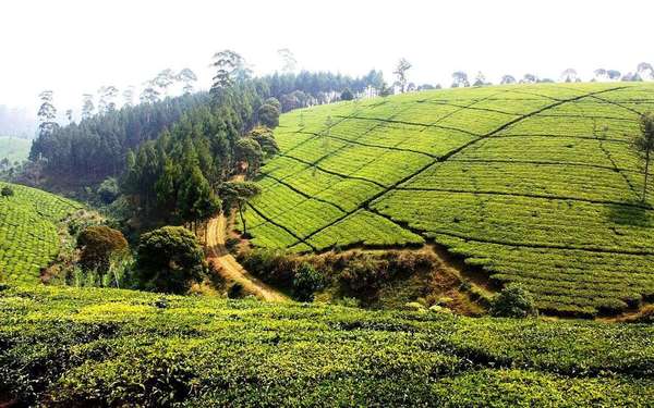 Neat rows of tea plantations covering several hillsides, with a coniferous forest in the middle