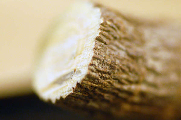 Closeup of cut surface of licorice root, showing coarse brown peel and white interior