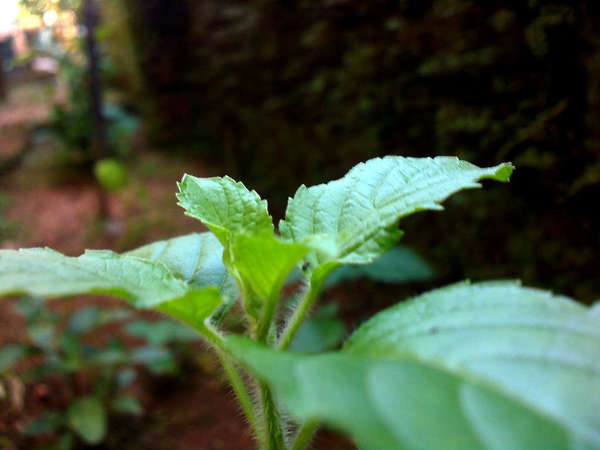 Closeup of growing leaves and buds of a plant, showing hairy leaf stems, serrated, oval-shaped leaves, dark background