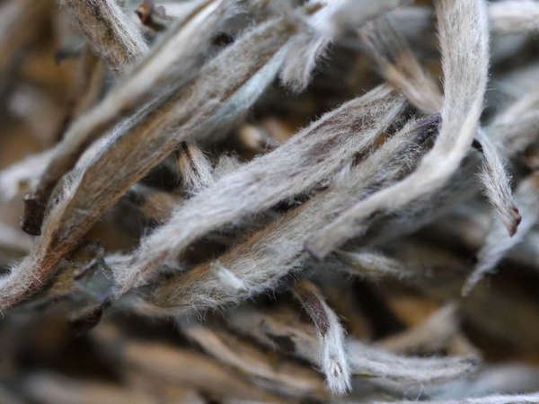 Closeup of silver needle tea buds, showing intensely fuzzy buds covered in downy white hairs