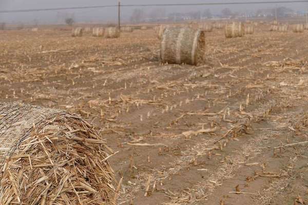 Bales of hay sitting in a barren-looking field after harvest, a power line in the distance, a desolate landscape overall