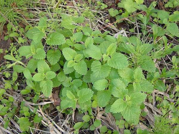 Lemon balm plants with symmetrical, serrated, round-tipped leaves, growing in with other vegetation