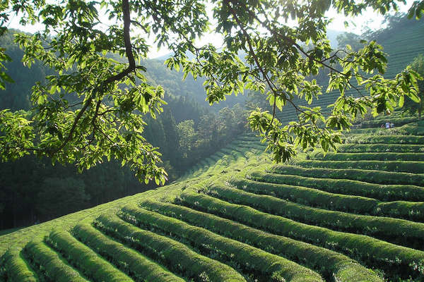 Neat rows of bushes on a hillside, the sun filtering through tree branches above, lush forested hillsides in the background