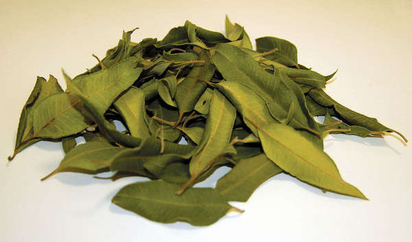 Dried leaves, simple, pointed, dark green on one side, yellowish-green on other