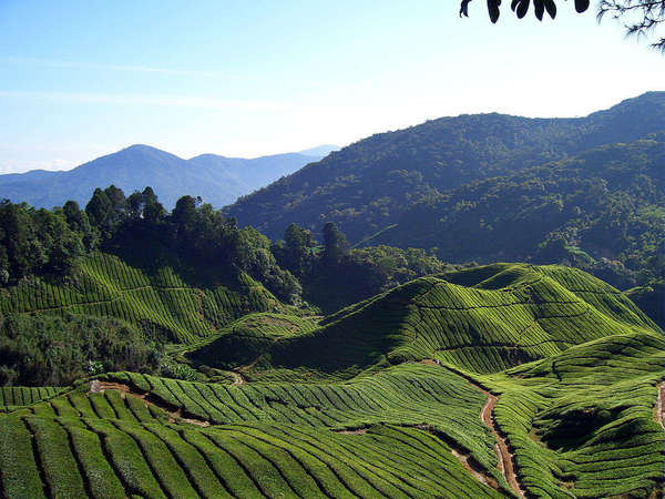 Rows of tea growing on very steep, irregularly-shaped hillsides with taller, forested mountains rising in the distance