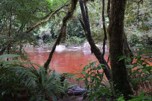 Reddish-brown water in a lush forested setting with tea trunks, vines, and green foliage