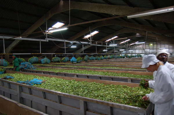 Dark warehouse with bright white lights, long troughs filled with fresh green tea leaves, and two people wearing all white
