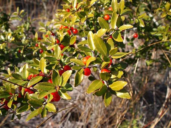 Yaupon plant with small, tough, yellow-green leaves and bright red berries, with dead grass in the background
