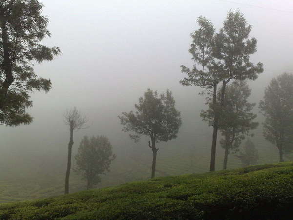 Misty hillside with barely-visible trees in distance, tea plants covering nearby hillside