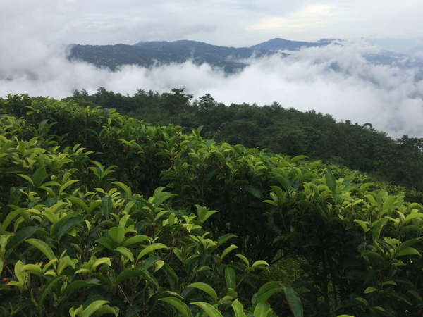 Dark rows of lush, green tea plants with dense fog and clouds, mountains in background