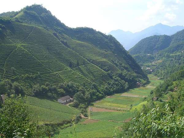 Picturesque view of rows of tea on a hillside and flat fields of other agriculture in a valley below, surrounded by forested mountains