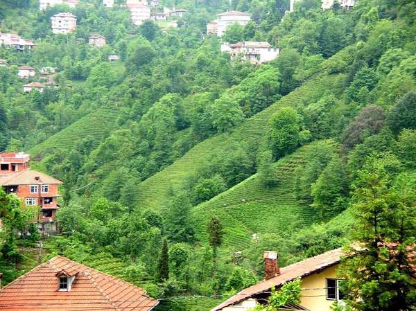 Steep slopes covered in tea plants and numerous trees, interspersed with large, squarish, multi-story homes