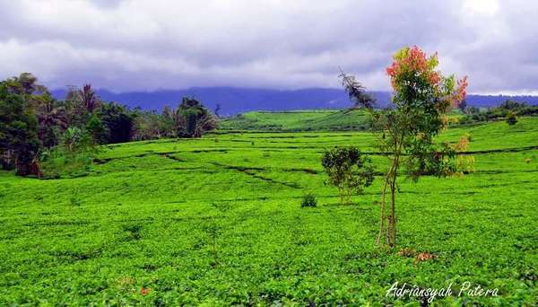 Vibrant green tea plantation under cloudy sky, some scattered trees