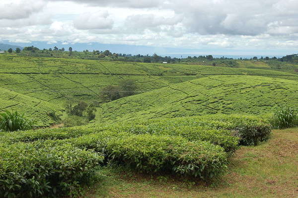 Gentle hills covered in tea bushes, with odd irregular patterns cut out of the bushes