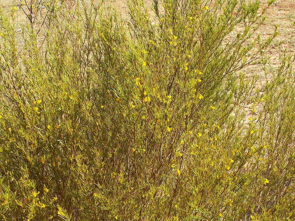 Spindly-looking plant with tiny leaves, lots of stem, and bright yellow flowers, against barren-looking soil