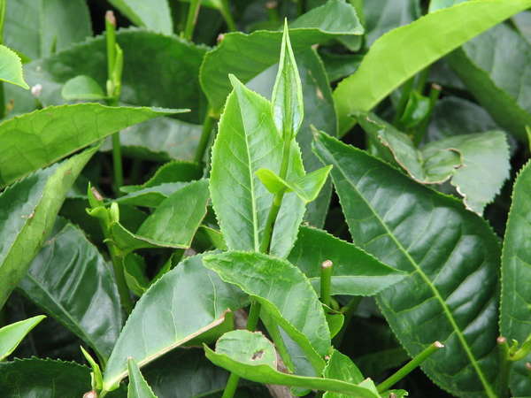 Large, tough-looking serrated leaves of the tea plant, with many shoots cut by harvesting