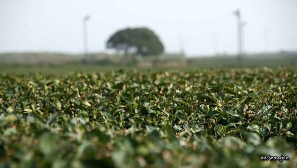 Tea field with coarse, dark green leaves, blurred tree in background