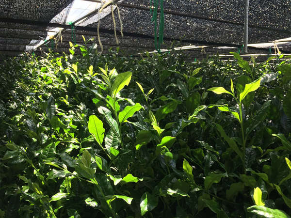 Tea plants growing in shady conditions under a dark mesh