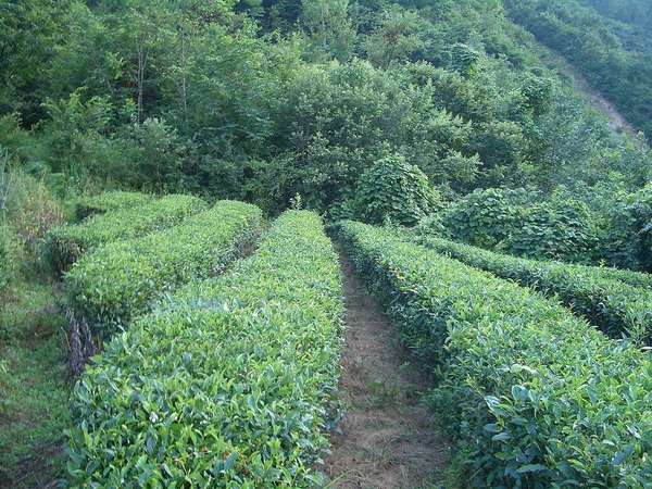 Rows of tea bushes looking downward towards a dense thicket of lush, green vegetation