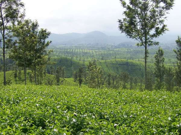 Looking downhill from a tea plantation into a flat valley, with scattered trees at regular intervals
