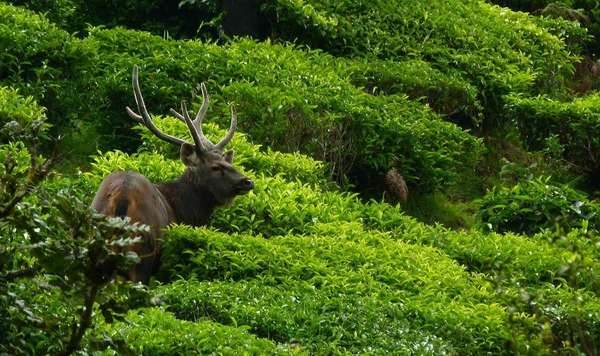 A robust Sambhur (deer) stag with large horns, standiing, in dense growth of tea plants