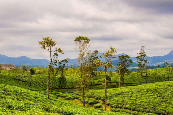 Landscape of tea plantations with patchy rows of bushes, scattered tall trees with sparse foliage, mountains in distance, and dramatic bright sun against cloudy sky