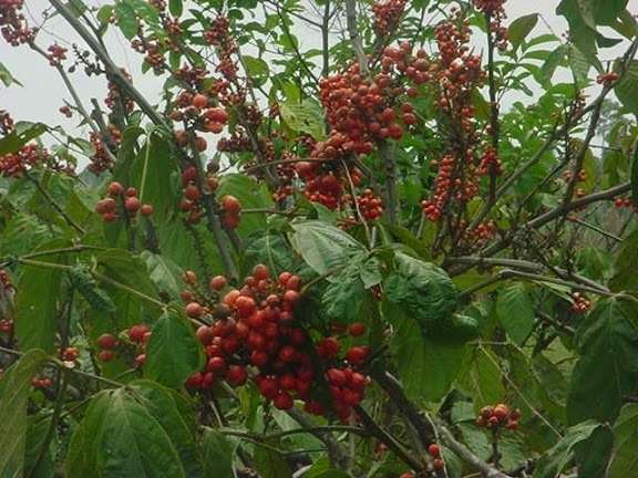 Dense bunches of red-orange berries growing on numerous stems with flat, thin green leaves with slightly crinkled appearance