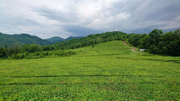 Uniform green fields of tea, with forested mountains in the background, under a bright cloudy sky