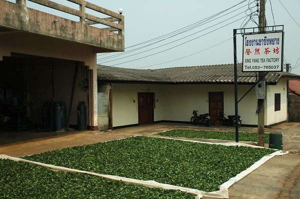 Courtyard of building with tea leaves set out to dry, sign reading Xing Yang Tea Factory and also having Thai lettering and Chinese characters