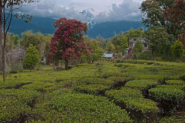 Irregular patchwork of tea bushes in foreground, tree with dark red leaves behind the bushes, snow-capped mountains with dark bases rising above dense clouds in the background