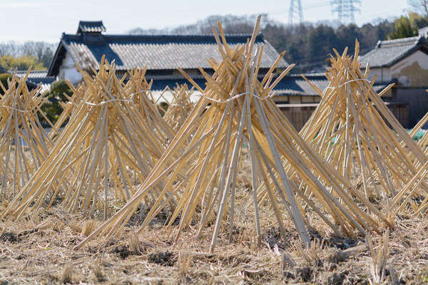 Bambooo drying in the sun, arranged in cone shapes, tied together at the top, with traditional Japanese buildings in the background
