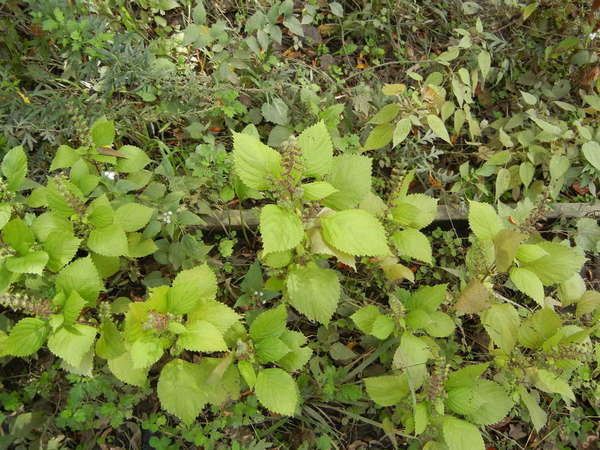 Basil-like plant with yellow-green leaves and spike flowerheads, growing in a wild area amongst other plants
