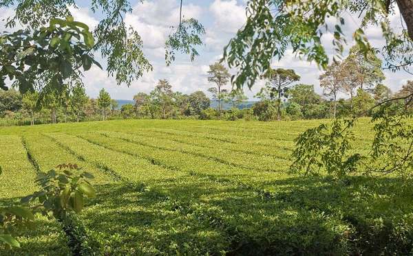 Neat, low rows of Yerba mate bushes, a few tree branches overhanging in the foreground, and a row of trees behind the field