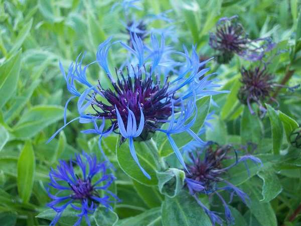 Pale blue flowers with dark purple centers, with bright green foliage in the background